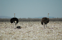 06 Etosha National Park-041