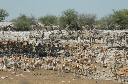 06 Etosha National Park-045