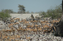 06 Etosha National Park-046