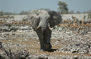 06 Etosha National Park-047