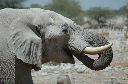 06 Etosha National Park-048