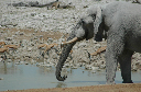 06 Etosha National Park-049