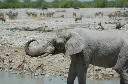 06 Etosha National Park-050