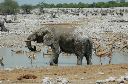 06 Etosha National Park-052