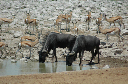06 Etosha National Park-054