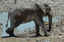 06 Etosha National Park-057
