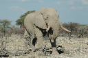06 Etosha National Park-059