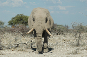 06 Etosha National Park-060