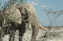 06 Etosha National Park-062