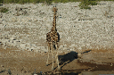 06 Etosha National Park-065