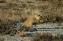 06 Etosha National Park-066