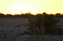 06 Etosha National Park-072