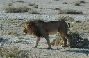 06 Etosha National Park-075