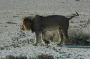 06 Etosha National Park-076