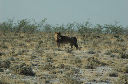 06 Etosha National Park-077