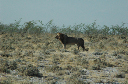 06 Etosha National Park-078