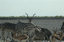 06 Etosha National Park-080