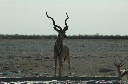 06 Etosha National Park-081