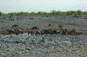 06 Etosha National Park-082