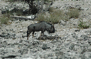 06 Etosha National Park-087