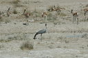 06 Etosha National Park-089
