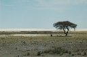 06 Etosha National Park-090