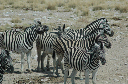 06 Etosha National Park-091
