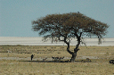 06 Etosha National Park-092