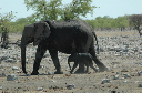 06 Etosha National Park-093
