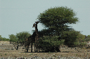 06 Etosha National Park-094