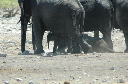 06 Etosha National Park-095