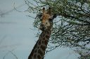 06 Etosha National Park-098