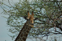 06 Etosha National Park-099