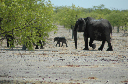 06 Etosha National Park-100