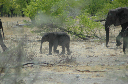 06 Etosha National Park-102
