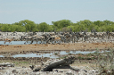 06 Etosha National Park-104