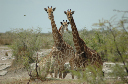 06 Etosha National Park-108