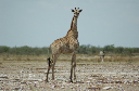 06 Etosha National Park-109