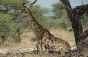 06 Etosha National Park-111