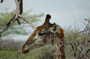 06 Etosha National Park-112
