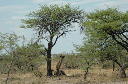 06 Etosha National Park-113