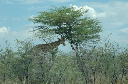 06 Etosha National Park-114