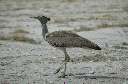 06 Etosha National Park-116