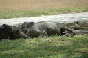 06 Etosha National Park-121
