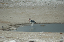 06 Etosha National Park-126