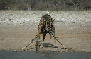 06 Etosha National Park-127