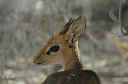 06 Etosha National Park-132