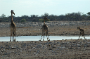 06 Etosha National Park-138