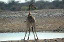 06 Etosha National Park-139